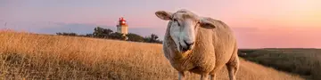 Ein Schaf steht auf einer Wiese, im Hintergrund leuchtet ein Leuchtturm in der orange-rosa Abenddämmerung. 