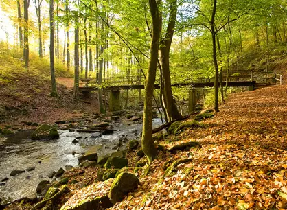 Holzbachschlucht auf dem Westerwald-Steig - © Rheinland-Pfalz Tourismus GmbH, Dominik Ketz im Wanderurlaub im Westerwald durch die Holzbachschlucht wandern