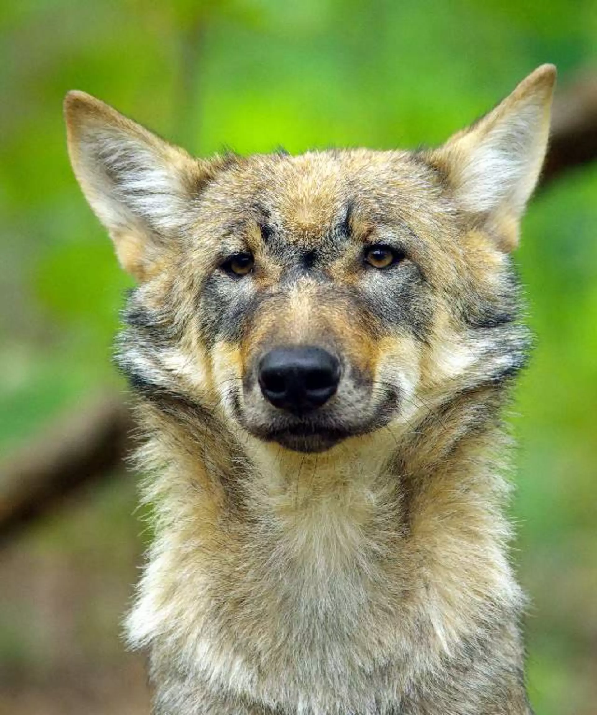 Wolf - © LAG Niedersachsen
, Frank Hübner