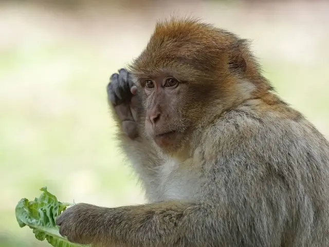Berberaffe im Affenberg Salem - © Pixabay.com, Marcel Langthim im Urlaub mit Kindern im Ferienhaus am Bodensee den Affenberg Salem besuchen. Der Tierpark in Salem ist Deutschlands größtes Affenfreigehege.