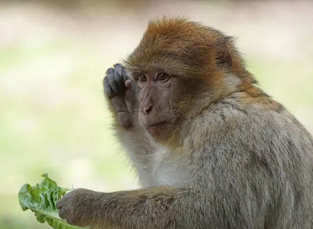 im Urlaub mit Kindern im Ferienhaus am Bodensee den Affenberg Salem besuchen. Der Tierpark in Salem ist Deutschlands größtes Affenfreigehege.