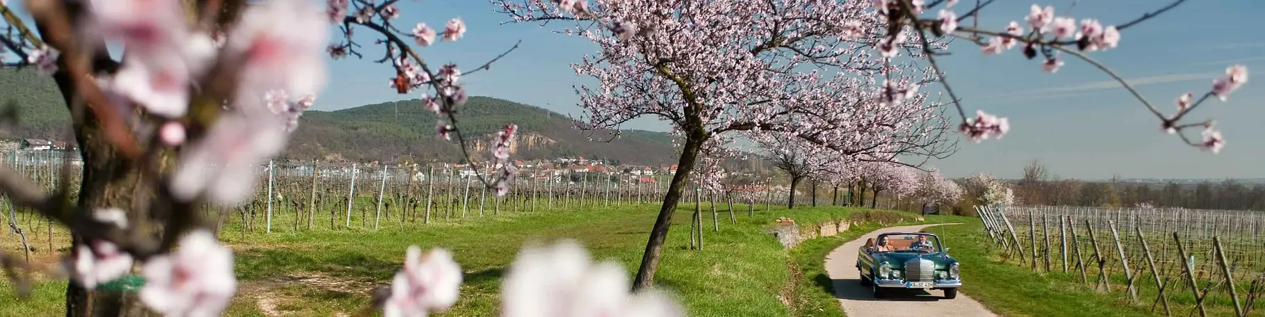 In der Pfalz blühen im Frühjahr die Mandelbäume. Sie tauchen die Weinberge entlang der Deutschen Weinstraße alljährlich in ein rosafarbenes Blütenmeer.
