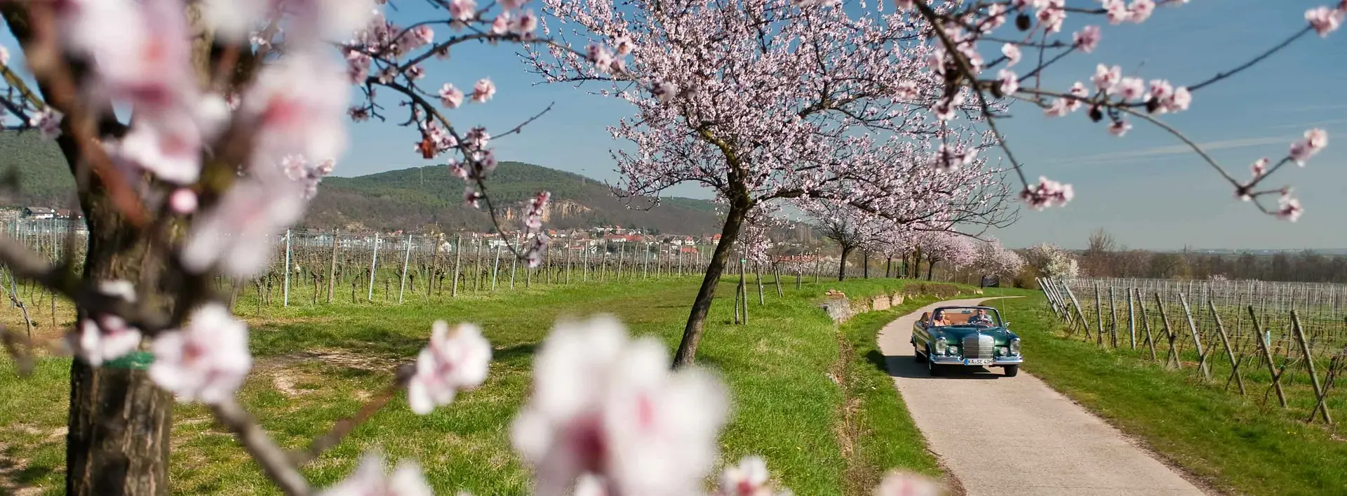 In der Pfalz blühen im Frühjahr die Mandelbäume. Sie tauchen die Weinberge entlang der Deutschen Weinstraße alljährlich in ein rosafarbenes Blütenmeer.