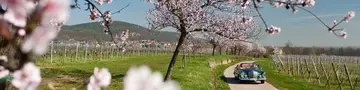 In der Pfalz blühen im Frühjahr die Mandelbäume. Sie tauchen die Weinberge entlang der Deutschen Weinstraße alljährlich in ein rosafarbenes Blütenmeer.