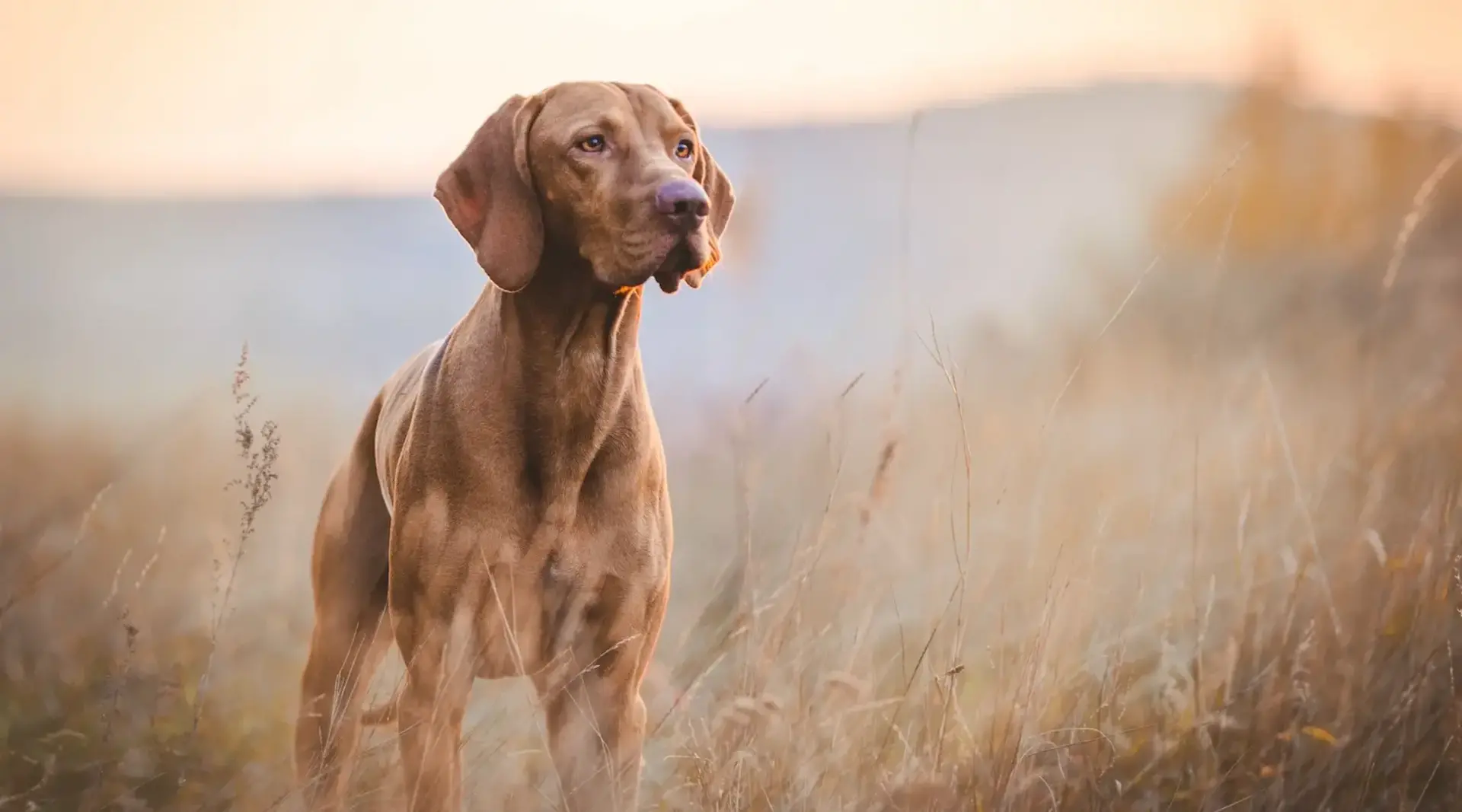 Hund in freier Wiesenlandschaft bei Sonnenuntergang – Urlaub mit Hund auf dem Land