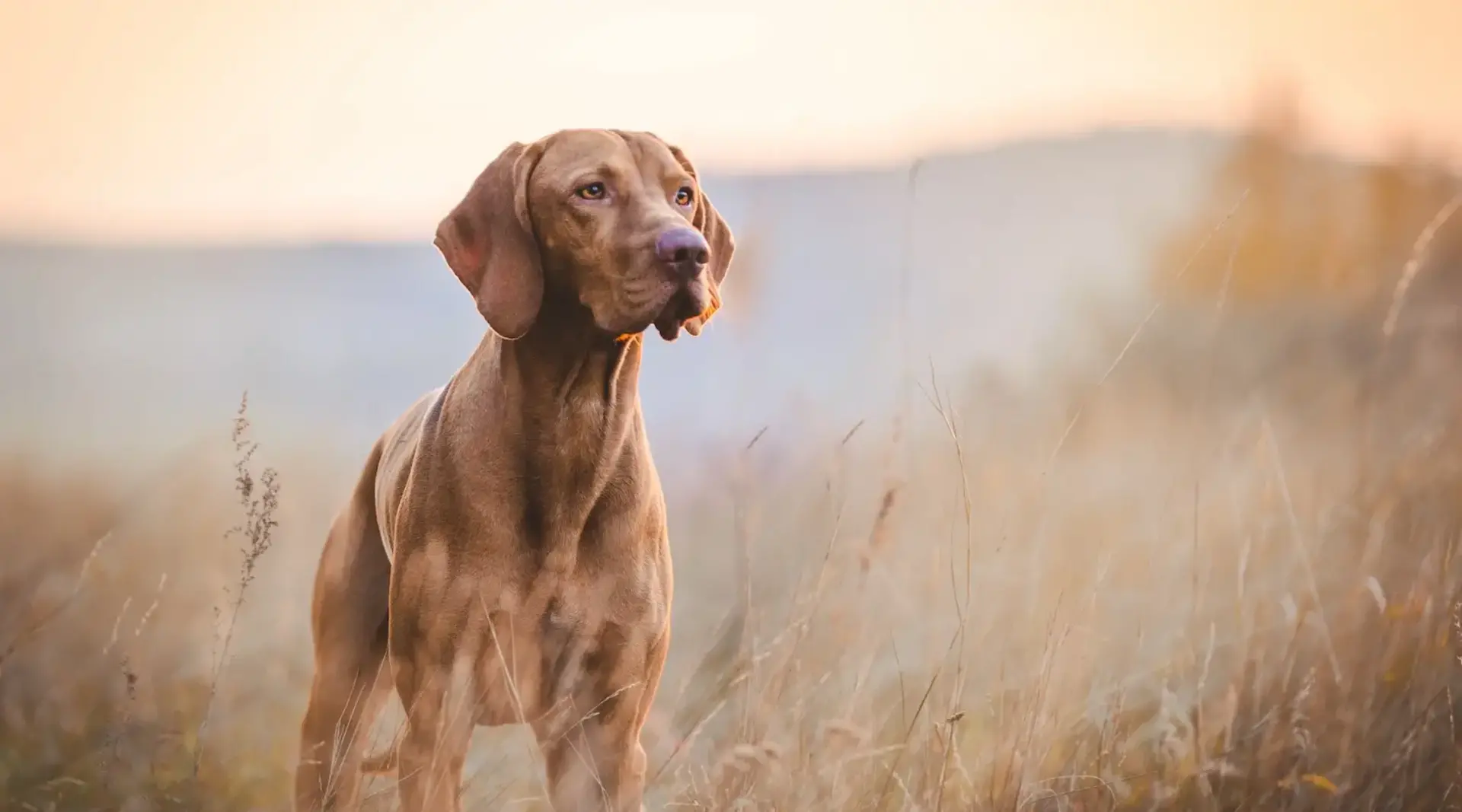 Urlaub mit Hund im Bayerischen Wald – Freiheit in der Natur erleben