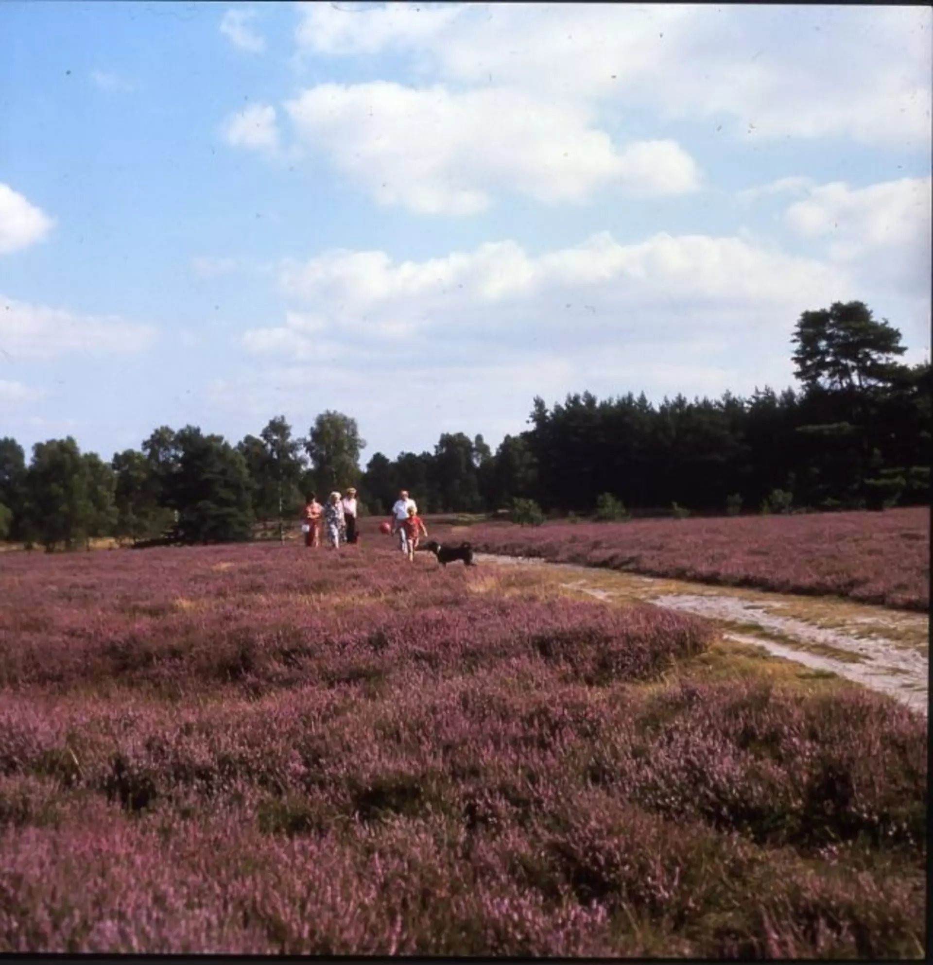 Wandern in der Heide