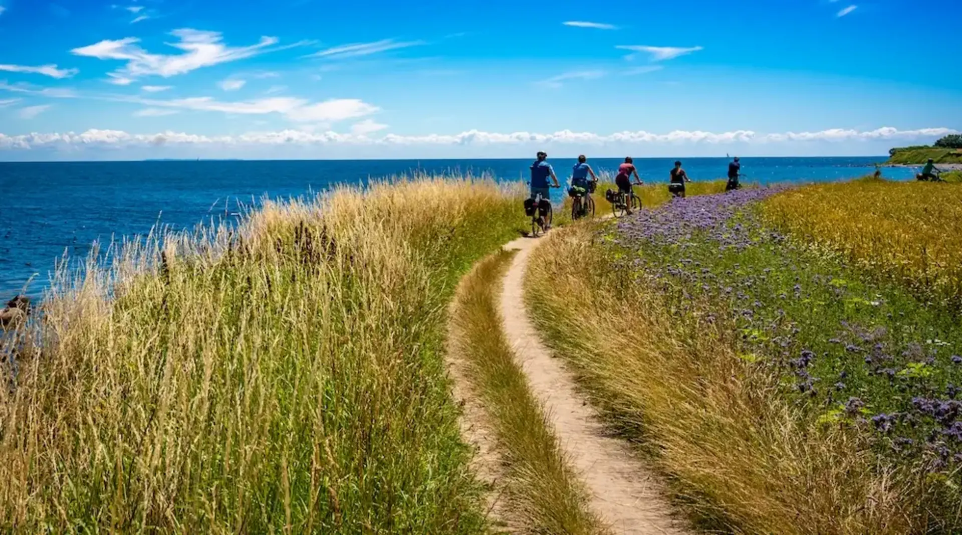 Eine Gruppe von fünf Radfahrern fährt auf einem sandigen Weg entlang eines blumengesäumten Kornfelds mit Blick auf das Meer vor Fehmarn. 