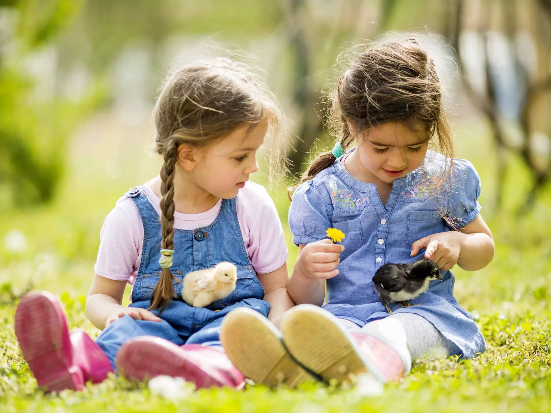 Kinder mit Küken im Garten - © Boggy, AdobeStock.com Bei einem Familienurlaub auf dem Bauernhof in Thüringen erleben Kinder viele Tiere.