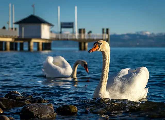 im Urlaub am Bodensee die Schwäne am Ufer beobachten und füttern