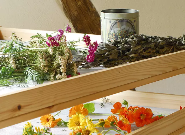 im Gesundheitsurlaub auf dem Kneipp Ferienhof in Thüringen Kräuter und Wildblumen sammeln und verarbeiten