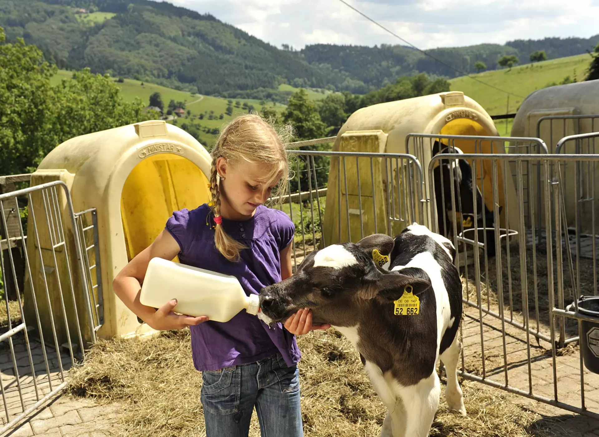 im Urlaub auf dem Bauernhof im Schwarzwald Kühe streicheln und füttern