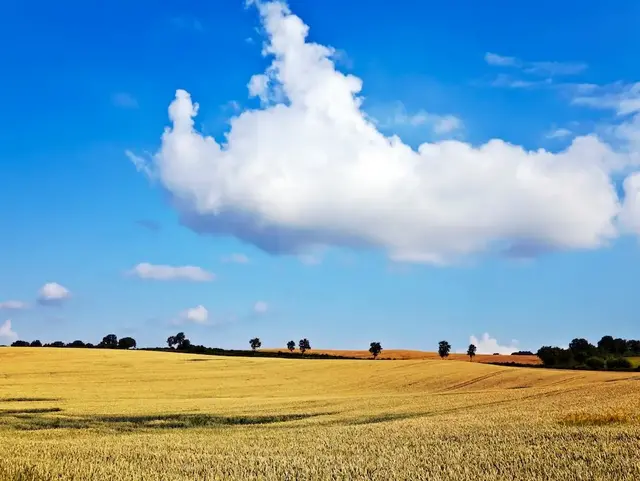 Weizenfelder bei Malente – Urlaub auf dem Land in der Holsteinischen Schweiz  - © Gabriele Rohde – stock.adobe.com Weite goldene Weizenfelder bei Malente in der Holsteinischen Schweiz laden zu einem Urlaub auf dem Land ein.