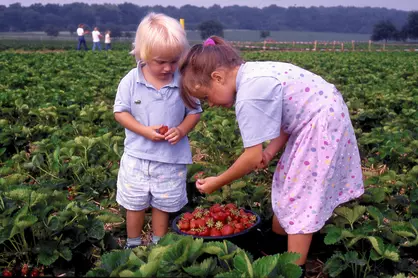 zwei Kinder im Erdbeerfeld mit gepflückten Erdbeeren