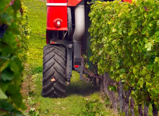 Weinernte mit dem Vollernter Harvester auf dem Winzerhof in Baden-Württemberg