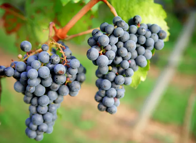 im Urlaub auf dem Weingut im Taubertal übernachten und bei der Weinlese helfen