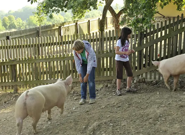 Mit den Schweinen spielen - © Landsichten.de, Susanne Mölle im Bauernhofurlaub in Rheinland-Pfalz Schweine streicheln