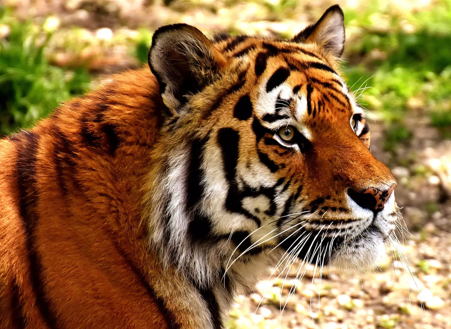 Tiger im Tierpark Hellabrunn - © Pixabay.com, Alexas Fotos im Urlaub auf dem Bauernhof bei München den Tierpark Hellabrunn, einer der tierreichste Zoos der Welt, besuchen