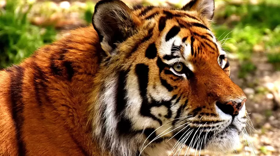 Tiger im Tierpark Hellabrunn - © Pixabay.com, Alexas Fotos im Urlaub auf dem Bauernhof bei München den Tierpark Hellabrunn, einer der tierreichste Zoos der Welt, besuchen