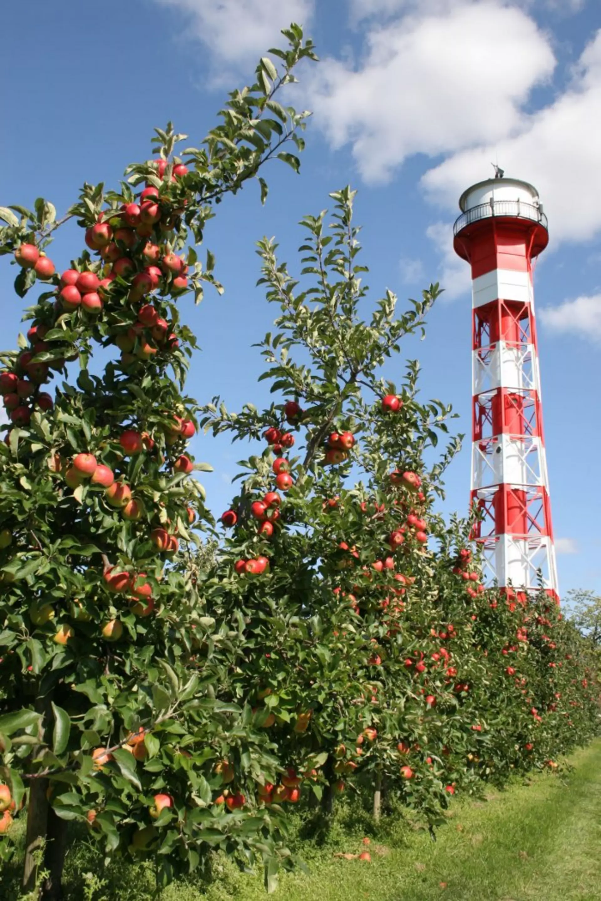 Obstplantage im Alten Land - © Tourismusverein Altes Land
,