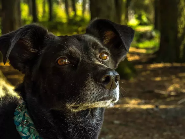 im Hundeurlaub einen Waldspaziergang machen