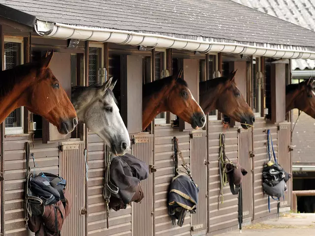 Pferde schauen aus ihren Boxen auf dem Reiterhof in Thüringen