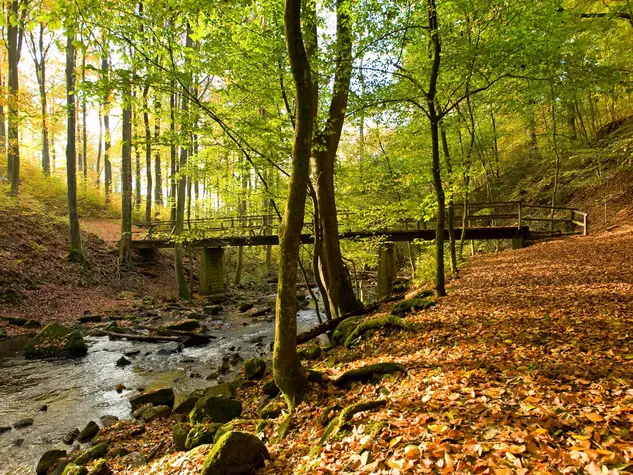 im Wanderurlaub im Westerwald durch die Holzbachschlucht wandern