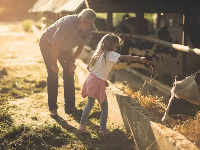 Feeding animals on the farm. Feeding animals on the farm. Granddaughter and grandfather on the farm together. Close up. Copy space.