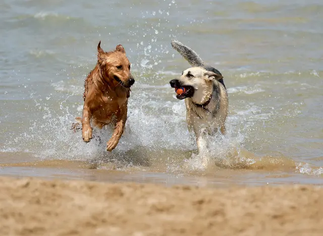 im Hundeurlaub an der Ostsee im Meer toben