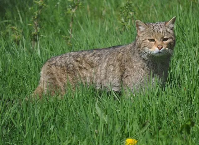 im Urlaub auf dem Bauernhof im Hunsrück Wildkatzen entdecken