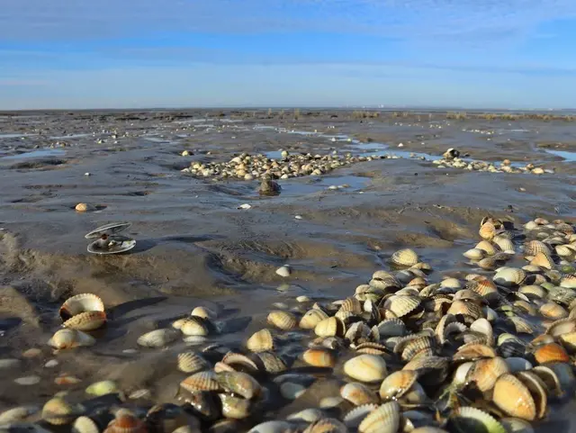 Sandklaffmuschel (Mya arenaria) und Herzmuscheln im ostfriesischen Watt. 