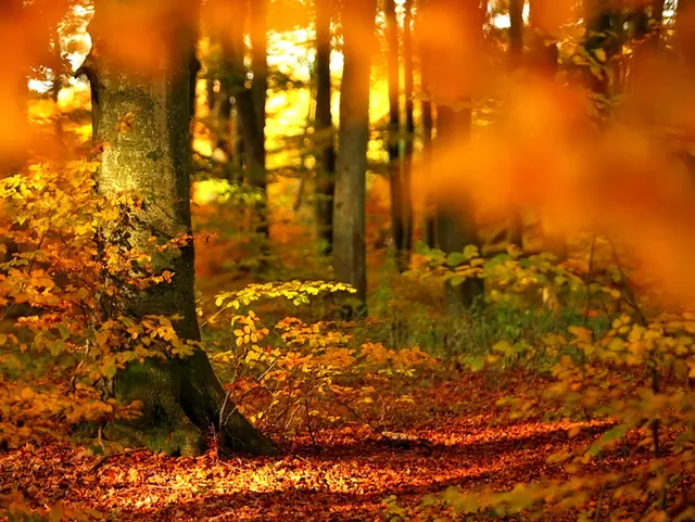 Der Nationalpark Hainich gehört zum UNESCO-Weltnaturerbe. 