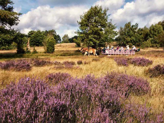 Ein Zweispanner zieht eine lange Kutsche mit bis zu 20 Personen durch die lüneburger Heide. 