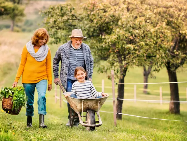 Senior couple with grandaughter gardening in the backyard garden Happy healthy senior couple with their grandaughter harvesting vegetables on allotment. Man pushing small girl in wheelbarrow, woman carrying vegetables in a basket.