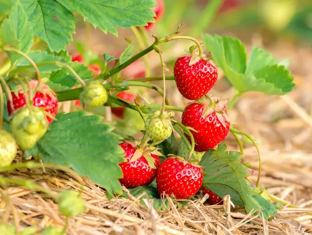 Reife rote und grüne Erdbeeren wachsen an einer Erdbeerpflanze auf einem Erdbeerfeld.