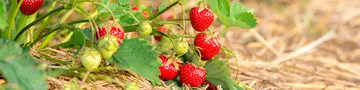 Reife rote und grüne Erdbeeren wachsen an einer Erdbeerpflanze auf einem Erdbeerfeld.