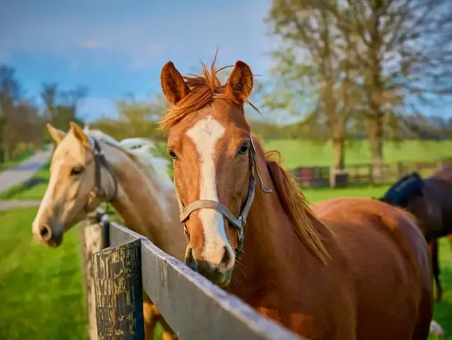 Zwei Pferde am Holzzaun – Urlaub auf dem Bauernhof in der Holsteinischen Schweiz  - © Patrick Jennings – stock.adobe.com  Zwei Pferde stehen am Holzzaun auf einer Weide in der Holsteinischen Schweiz während eines Urlaubs auf dem Land.