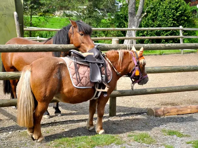 Ein aufgesatteltes Pony steht am Zaun nahe bei einem anderen Pony auf Fehmarn. 