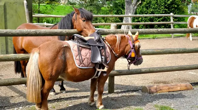 Ein aufgesatteltes Pony steht am Zaun nahe bei einem anderen Pony auf Fehmarn. 