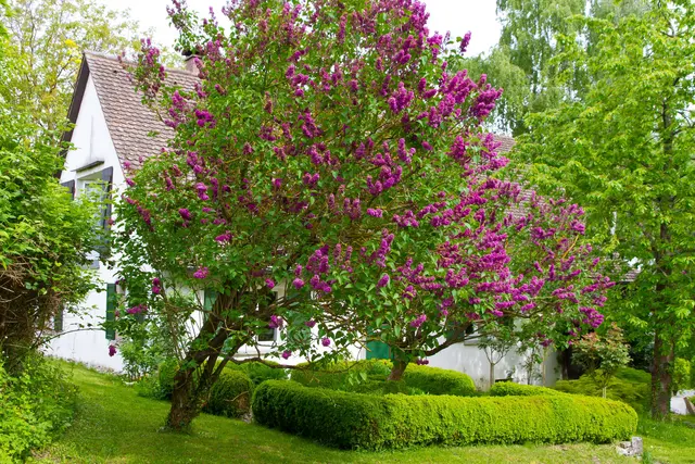 Grüner Garten mit Flieder im Frühling