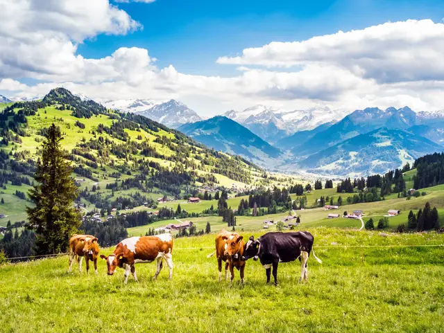 Kühe im Simmental, Berner Oberland, Schweiz