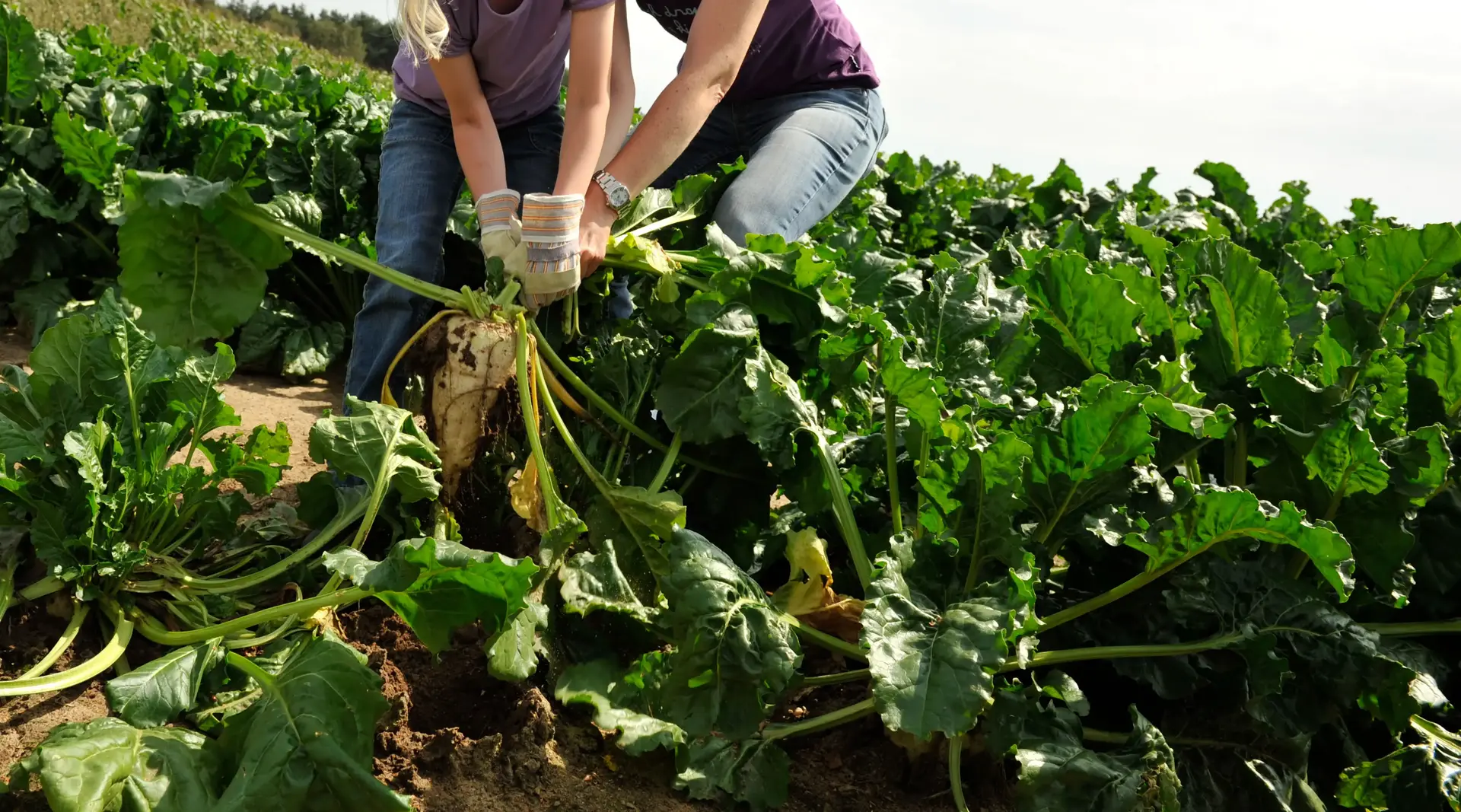 2 Frauen ziehen Zuckerrüben aus dem Acker
