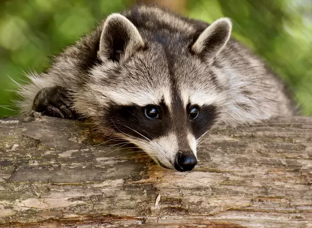 im Urlaub auf dem Bauernhof im Umland von München den Wildpark Poing besuchen