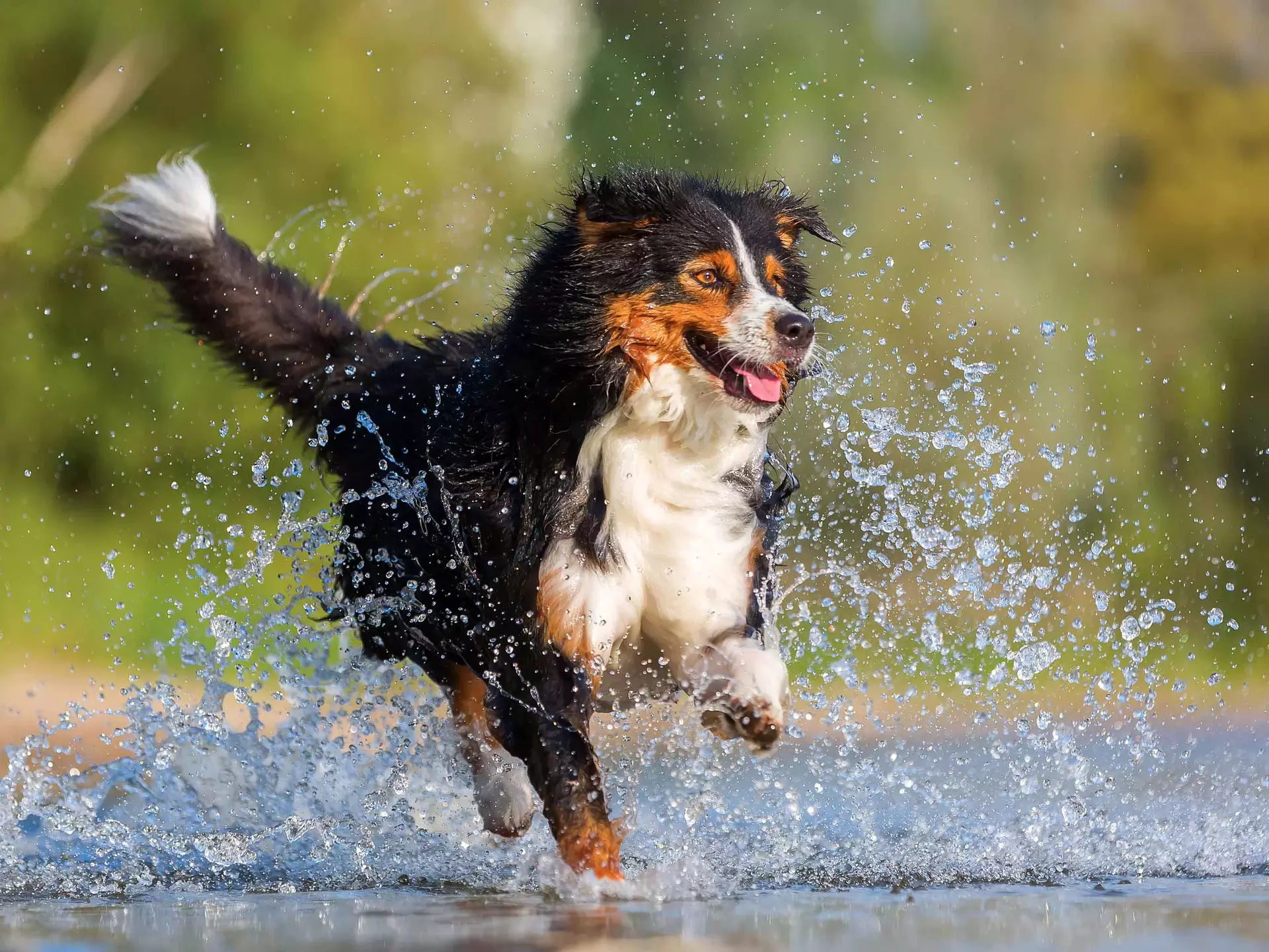 Hund tobt im Wasser - © Christian Mueller, Fotolia.com Bei einem Hundeurlaub in Thüringen gemeinsam durch Wälder streifen und in Flüssen toben.