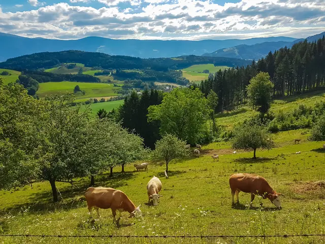 Kühe auf einer Almwiese im Granitztal – Urlaub auf dem Land in Kärnten - © Chris, AdobeStock Kühe auf einer Almwiese im Granitztal bei St. Paul im Lavanttal in Kärnten – Urlaub auf dem Land in Österreich.