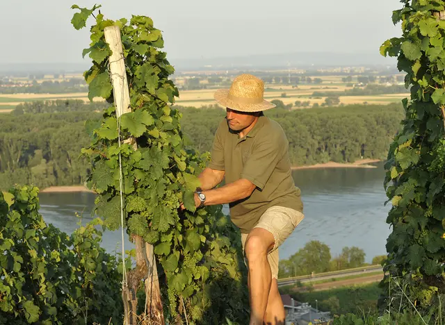 Mitarbeit im Weinberg und - © Landsichten.de, Susanne Mölle Ein Winzer liest Trauben im Weinberg in Rheinhessen, während Gäste beim Urlaub auf dem Winzerhof mithelfen.