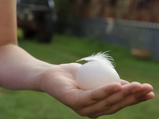 im urlaub auf dem Bauernhof frische Eier aus dem Hühnernest holen