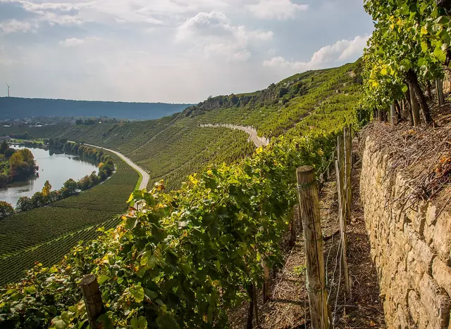 im Urlaub im Odenwald eine Wanderung durch die Weinberge bei Hessigheim machen und die Aussicht ins Neckartal genießen