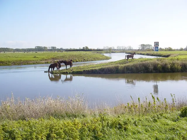 Zusammenfluss Leine und Aller mit trinkenden Pferden.