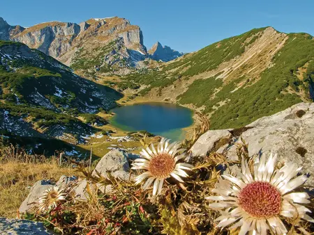 Blau-türkiser Bergsee im Herbst mit Silberdistel im Vordergrund.